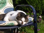 Katzenbilder